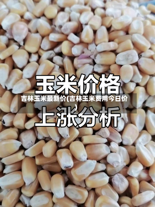 吉林玉米最新价(吉林玉米费用今日价)