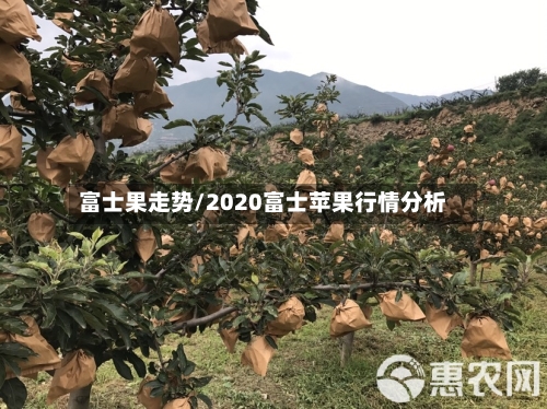 富士果走势/2020富士苹果行情分析-第3张图片