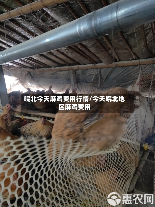皖北今天麻鸡费用行情/今天皖北地区麻鸡费用-第2张图片