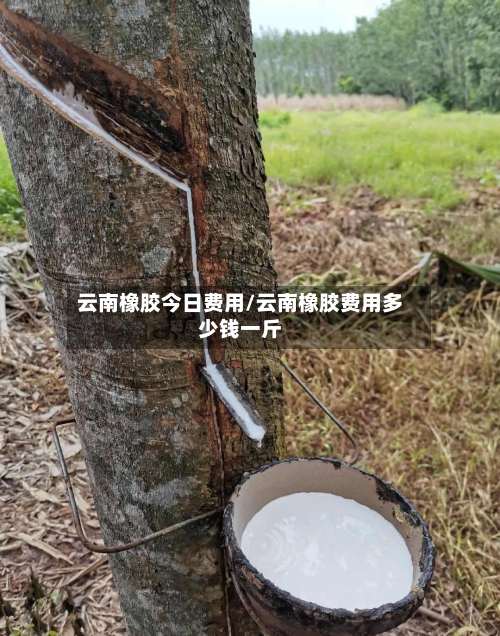 云南橡胶今日费用/云南橡胶费用多少钱一斤