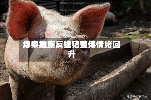 华泰期货：生猪费用月中触底反弹	，整体情绪回升-第2张图片