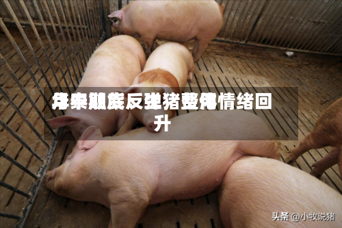 华泰期货：生猪费用月中触底反弹，整体情绪回升