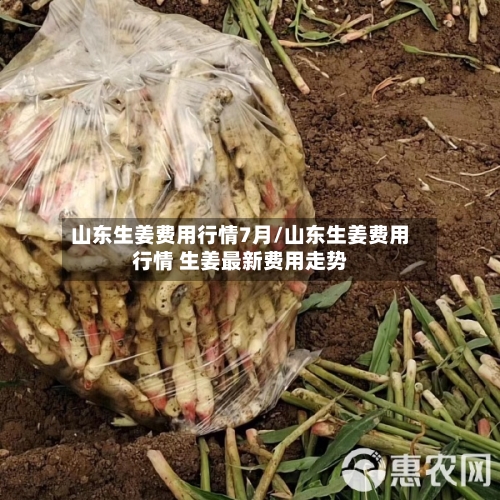 山东生姜费用行情7月/山东生姜费用行情 生姜最新费用走势