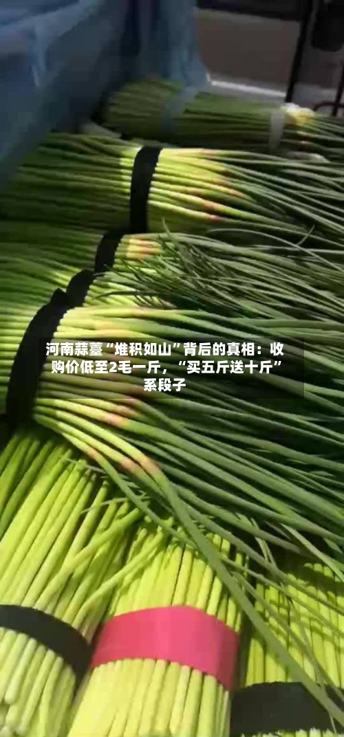 河南蒜薹“堆积如山	”背后的真相：收购价低至2毛一斤	，“买五斤送十斤”系段子-第2张图片