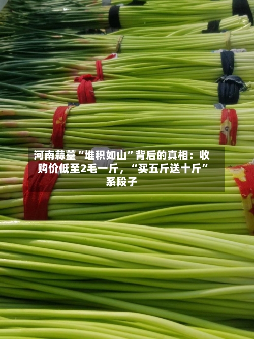 河南蒜薹“堆积如山”背后的真相：收购价低至2毛一斤	，“买五斤送十斤”系段子-第3张图片