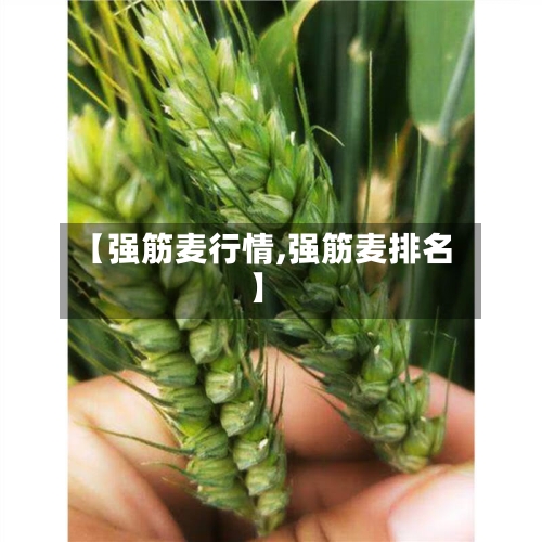 【强筋麦行情,强筋麦排名】-第2张图片