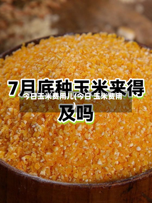 今日玉米费用儿(今日 玉米费用)